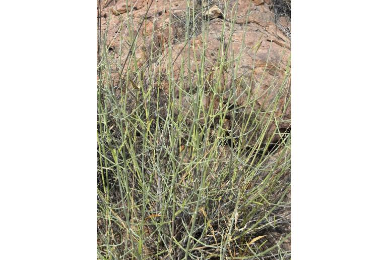 Dicliptera gillilandiorum&nbsp;12488