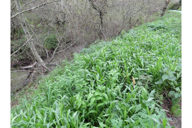 Sterbloemige maianthemum