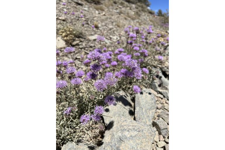 Monardella linoides 12500