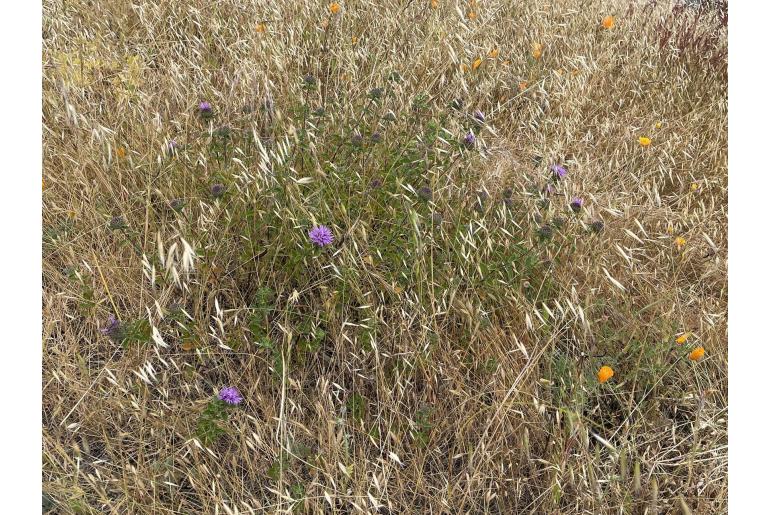 Monardella odoratissima 12501