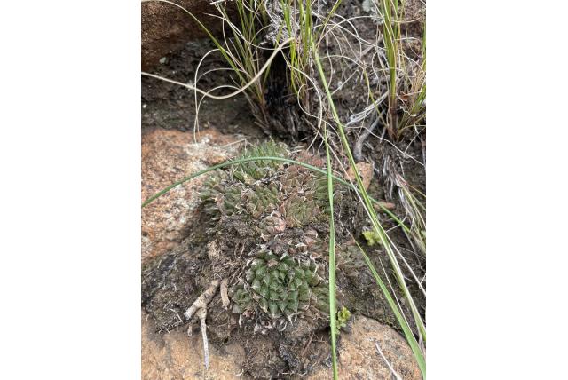 Marum's haworthia Marum's haworthia