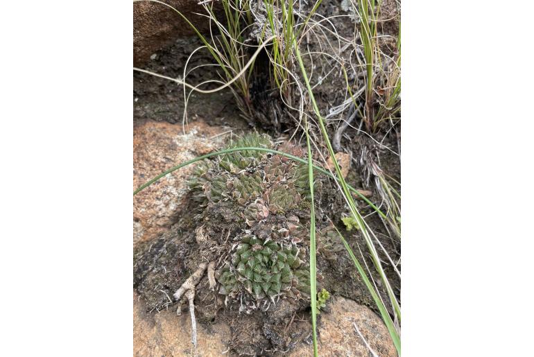 Haworthia marumiana var marumiana 12503
