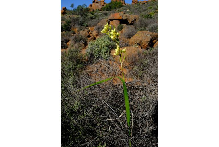 Moraea bifida -12505