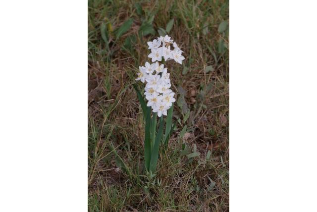 Broussonet's narcis