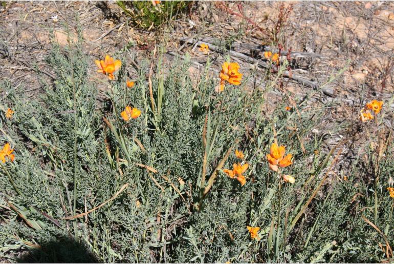 Ixia calendulacea 12514