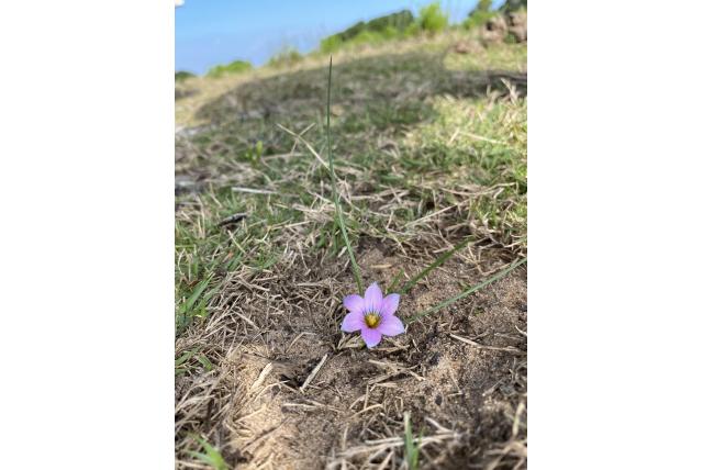 Zuid Afrikaanse romulea Zuid Afrikaanse romulea