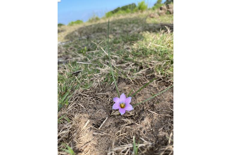 Romulea atrandra&nbsp;12517