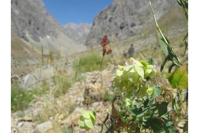Scherp puntige oregano