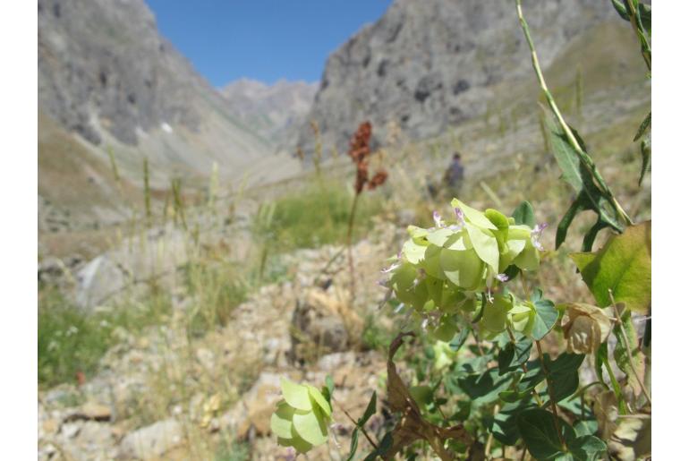 Origanum acutidens 12519