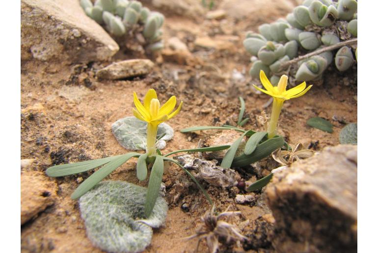 Ixia acaulis 12523