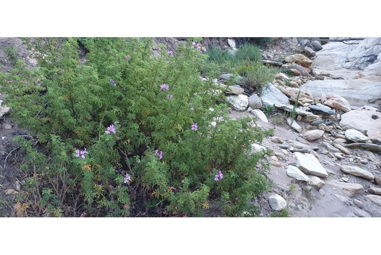 Pelargonium denticulatum 12525