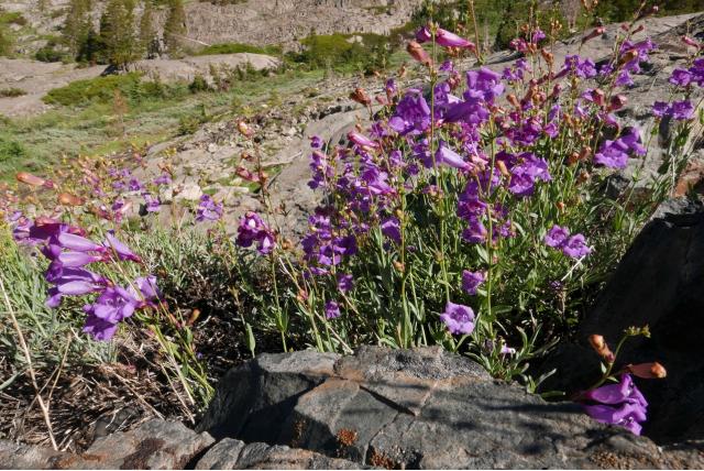 Azuurblauwe penstemon