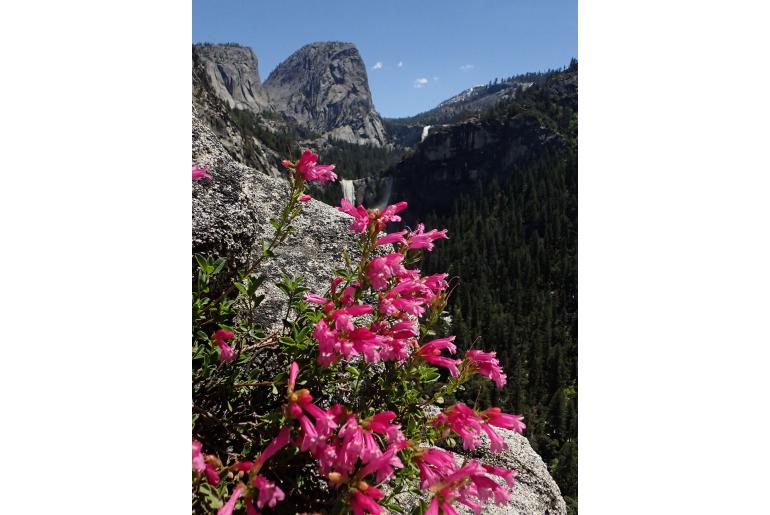 Penstemon newberryi 12532
