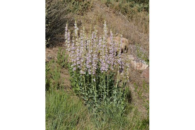 Palmer's penstemon