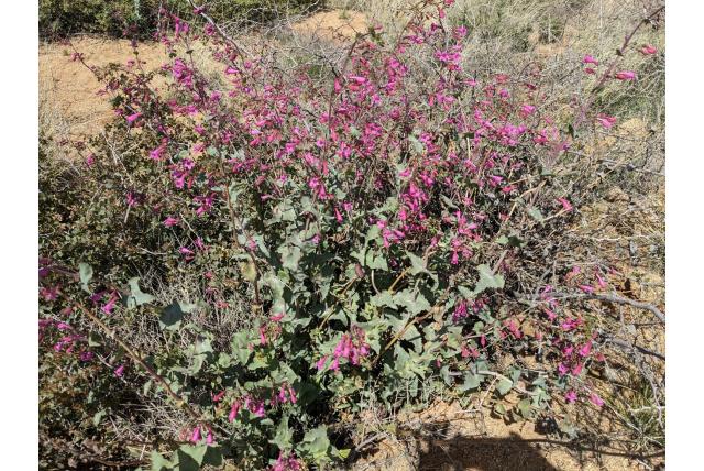Valse spectaculaire penstemon