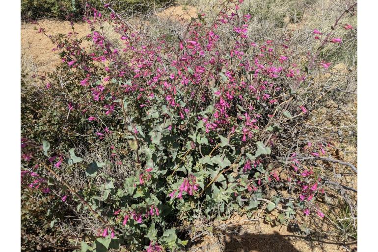 Penstemon pseudospectabilis 12534