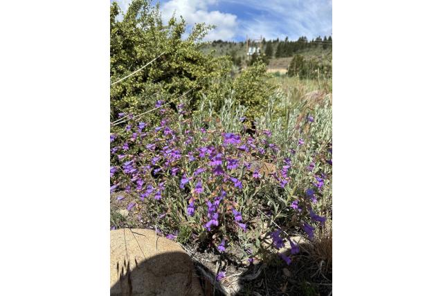 Roezl's penstemon