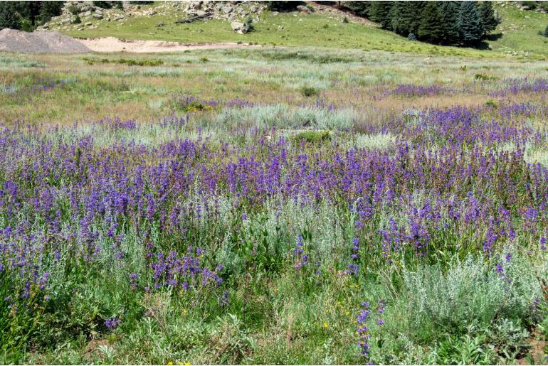 Penstemon rydbergii 12536