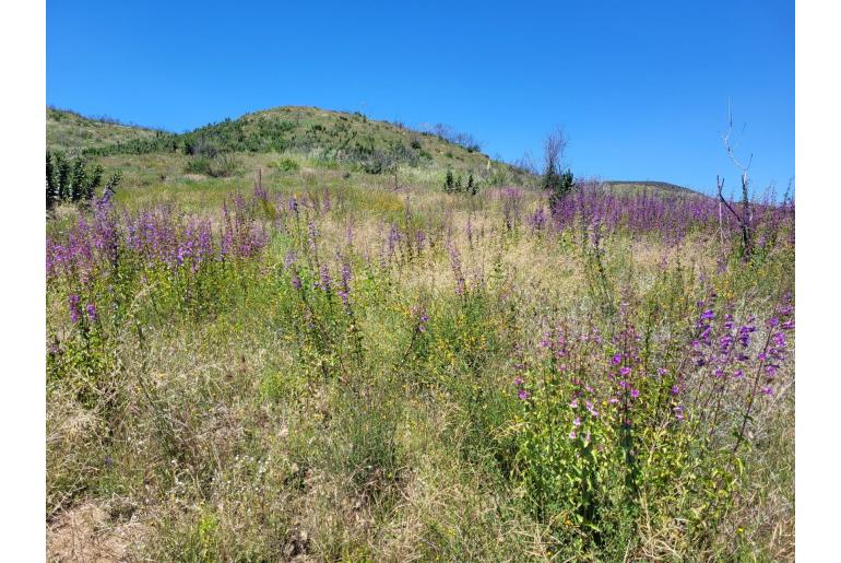 Penstemon spectabilis 12538