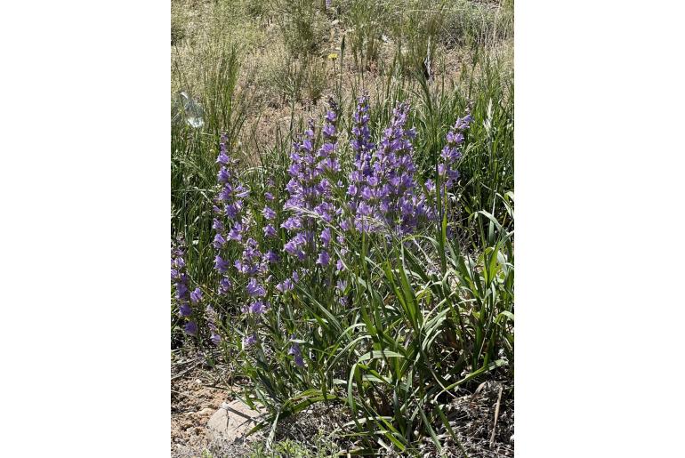 Penstemon strictus 12539