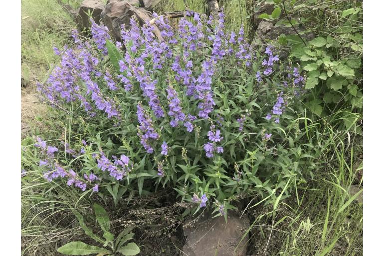 Penstemon venustus 12540