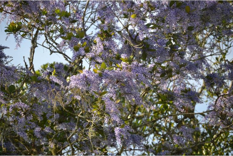 Petrea volubilis -12543