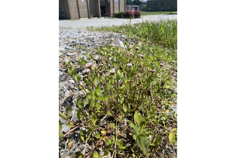 Phyla lanceolata -12550