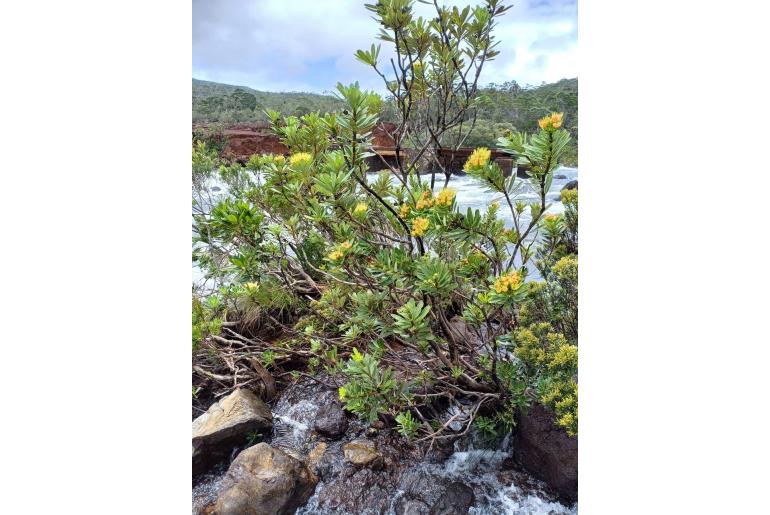 Xanthostemon aurantiacus -12551