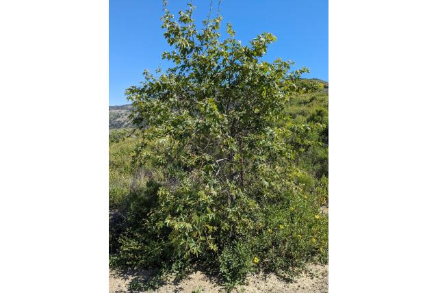 Californische plataan