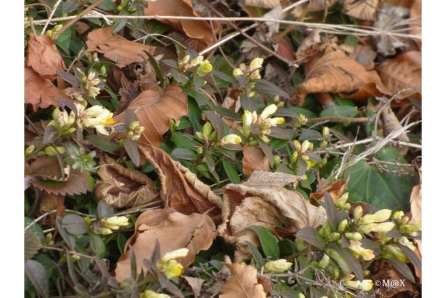 Dwerg buxus polygala