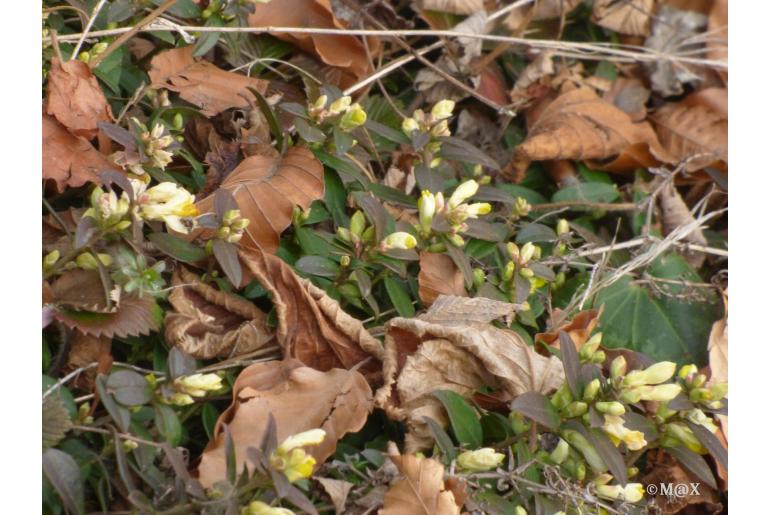 Chamaebuxus alpestris&nbsp;12555