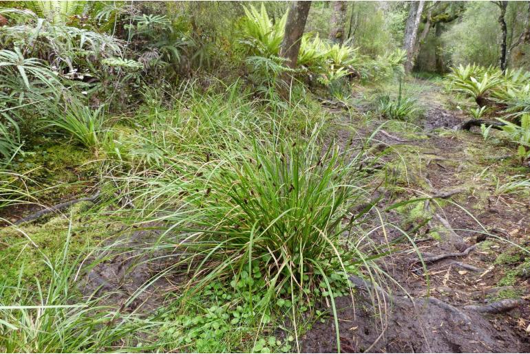 Carex dissita -12560