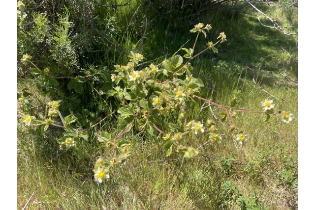 Kleverige drymocallis