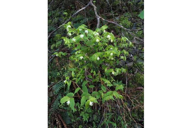 Hooker's prosartes