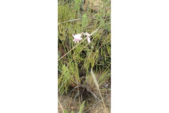 Zwarte Berg gladiolus