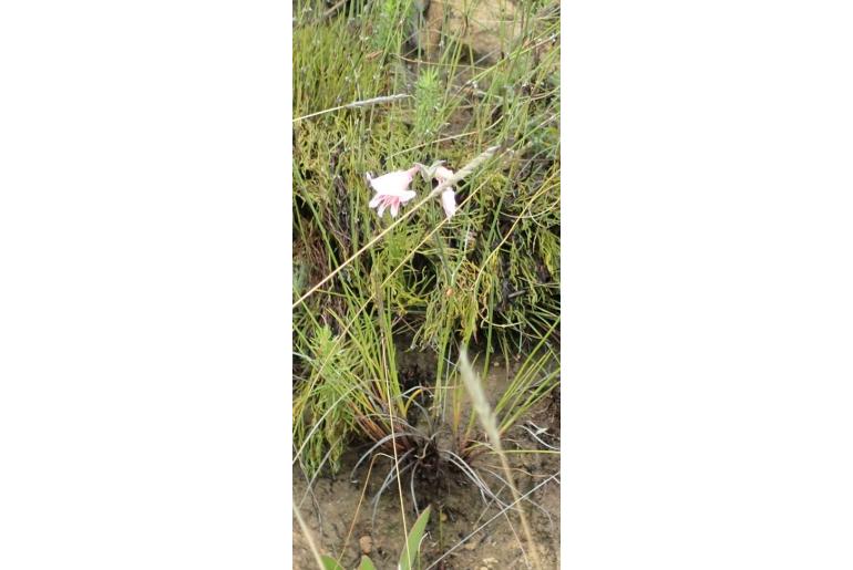 Gladiolus nigromontanus 12580