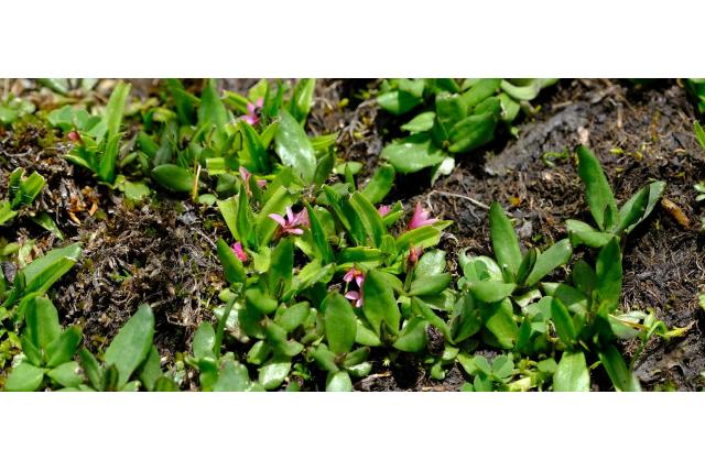 Gebogen rhodohypoxis
