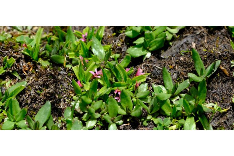 Rhodohypoxis deflexa Rhodohypoxis deflexa -12583