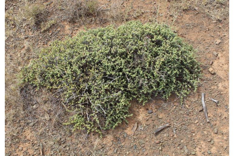 Ruschia britteniae&nbsp;12596