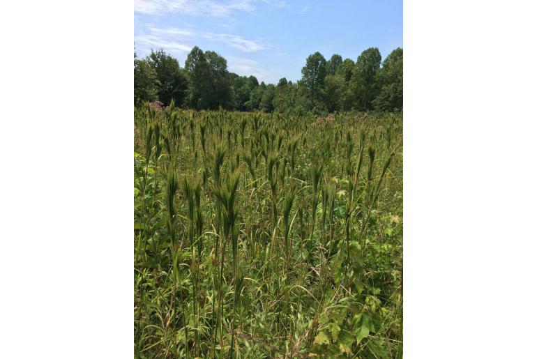 Andropogon glomeratus -12599