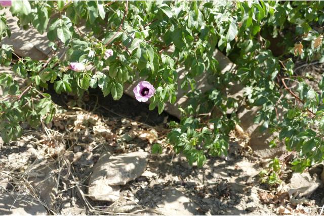 Ongebruikelijke katoenplant