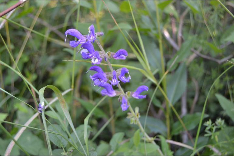 Salvia transsylvanica -12621