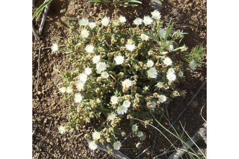 Delosperma pottsii&nbsp;12622