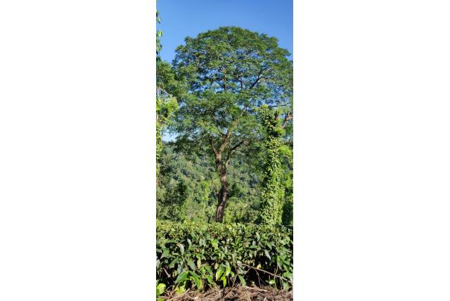 Malabar Melia
