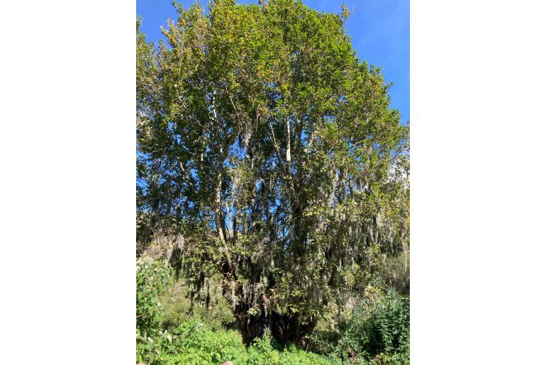 Platanus mexicana&nbsp;12629