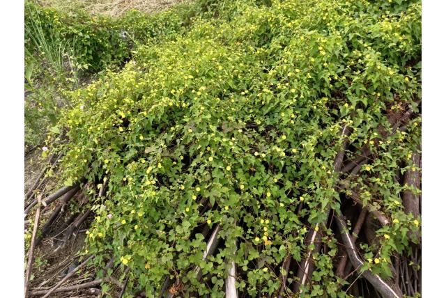 Klimopachtige Merremia