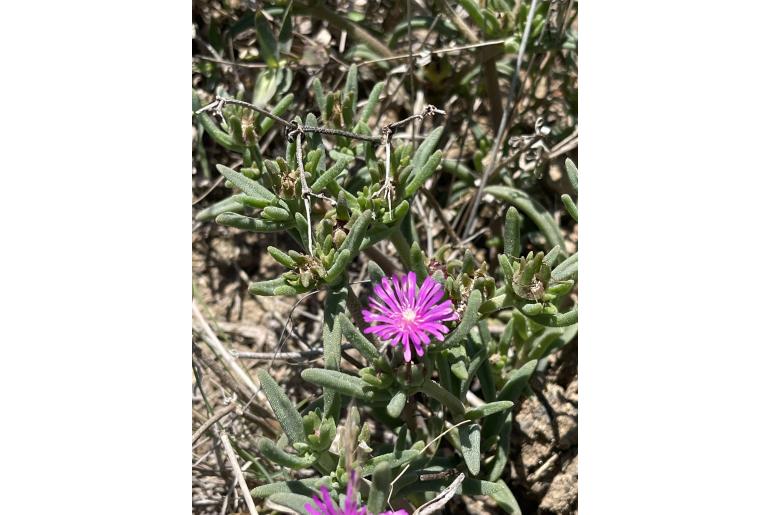 Delosperma mahonii&nbsp;12636