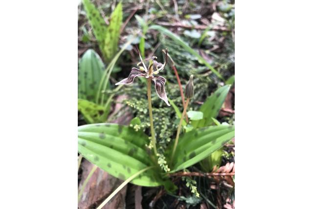 Bigelow's scoliopus