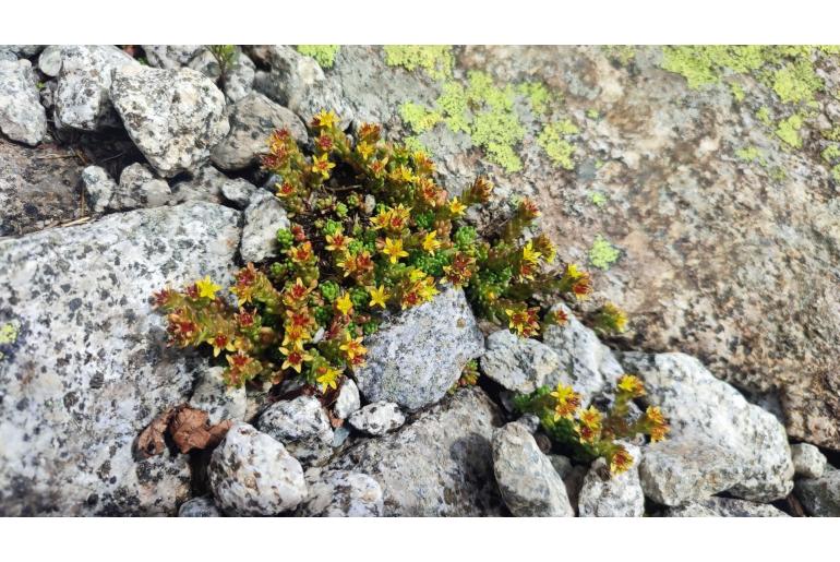Sedum alpestre -12642
