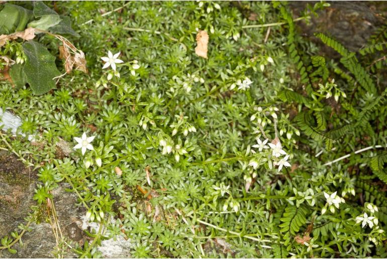 Sedum monregalense -12643